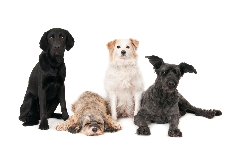 Dog Models